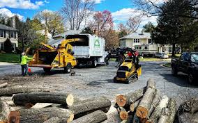 Best Storm Damage Tree Cleanup  in Rialto, CA